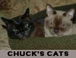 Chucks Cats